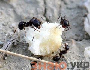 знаю Как избавиться от муравьев в частном доме навсегда +Видео