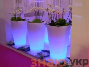 знаю Как комнатные растения могут украсить интерьер: рекомендации флористов +Фото и Видео