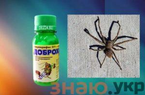 знаю Как избавиться от пауков в доме? Действенные способы борьбы с членистоногими +Фото и Видео