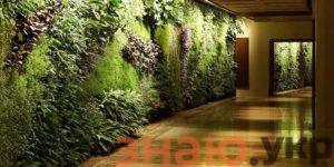 знаю Вертикальное озеленение в интерьере своими руками- растения +Фото и Видео