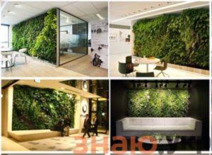 знаю Эко-дизайн и Озеленение помещений в доме: Польза, Виды и Топ 7 лучших растений для дома и офиса- Обзор +Видео