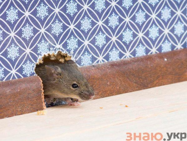 знаю Как легко избавиться от мышей в частном доме навсегда и чего они боятся? Обзор и Советы +Видео