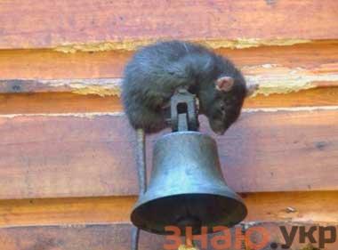 знаю Защищаем каркасный дом от грызунов при строительстве: мышей и крыс +Фото и Видео