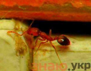 знаю Как избавиться от муравьев в частном доме навсегда +Видео