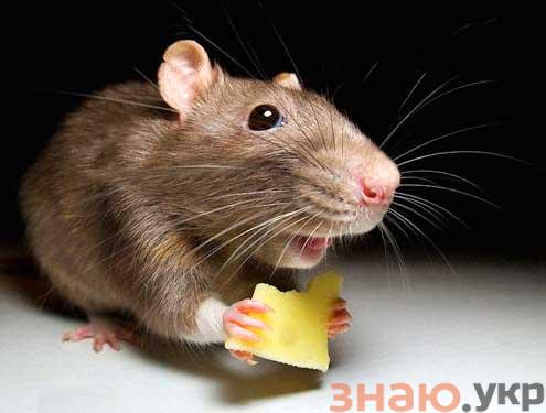 знаю Защищаем каркасный дом от грызунов при строительстве: мышей и крыс +Фото и Видео