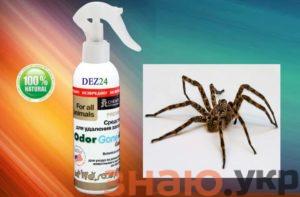 знаю Как избавиться от пауков в доме? Действенные способы борьбы с членистоногими +Фото и Видео