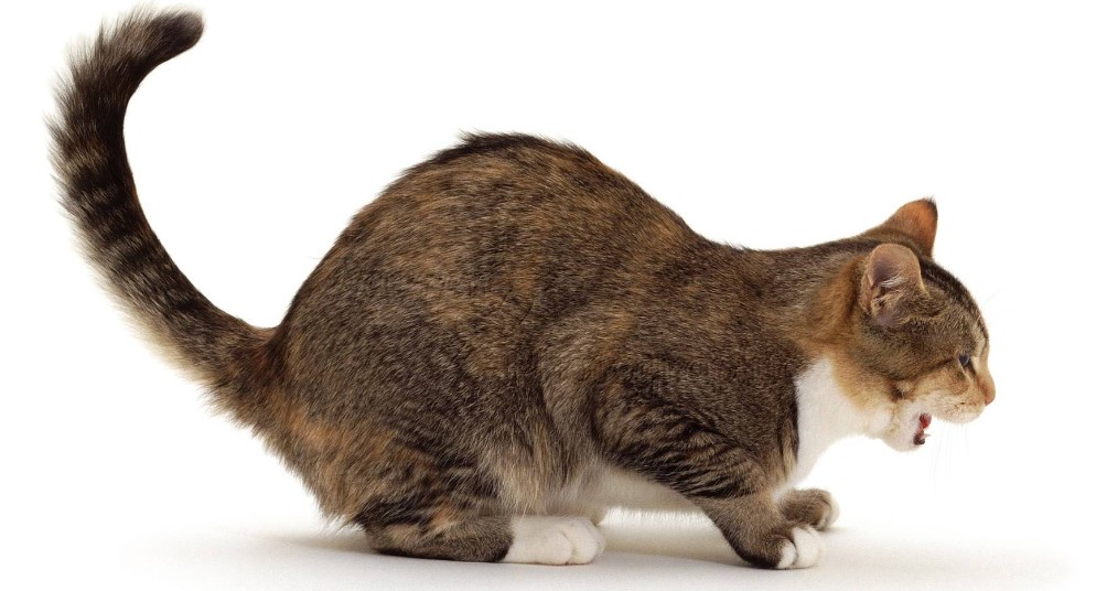 Кашель у кота: симптомы, причины и лечение